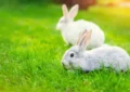 How to Grow Rabbit-Friendly Plants in Your Garden