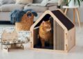 How to Help Your Cat Adjust to a New Home Environment?