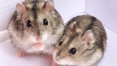 How to Introduce Two Hamsters for Safe Socialization