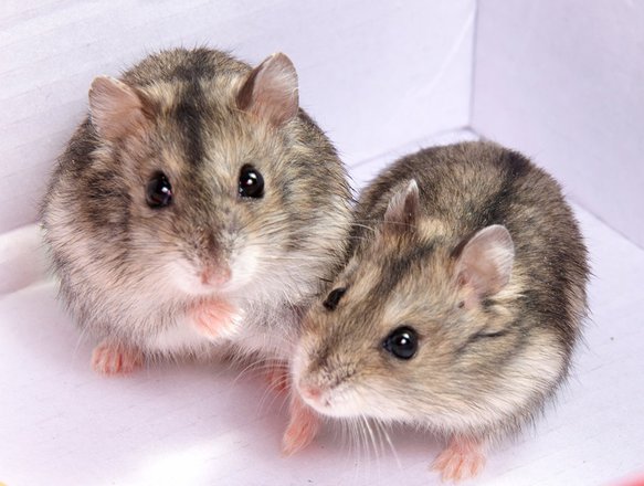 How to Introduce Two Hamsters for Safe Socialization