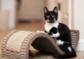 How to Prepare Your Home for a New Kitten