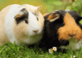 How to Properly Introduce Two Guinea Pigs to Each Other