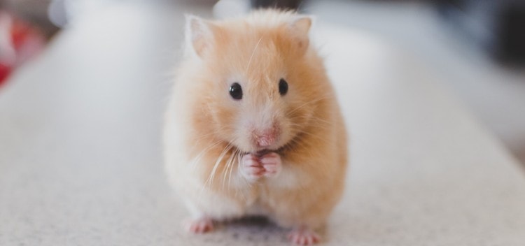 How to Provide Proper Hamster Dental Care at Home