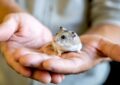 How to Recognize Signs of Hamster Illness and Seek Treatment