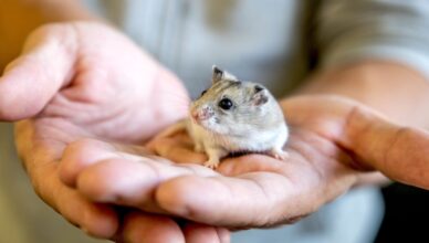 How to Recognize Signs of Hamster Illness and Seek Treatment