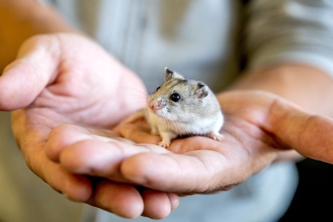 How to Recognize Signs of Hamster Illness and Seek Treatment