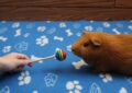 How to Train Your Guinea Pig for Basic Commands