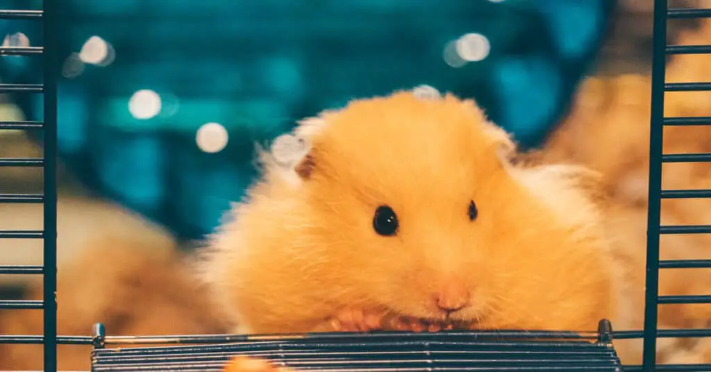 How to Travel With Your Hamster: Tips for Safe Journeys