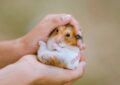 What Is a Hamster’s Lifespan and How to Ensure a Long Life