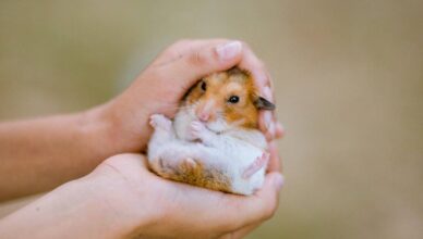 What Is a Hamster's Lifespan and How to Ensure a Long Life