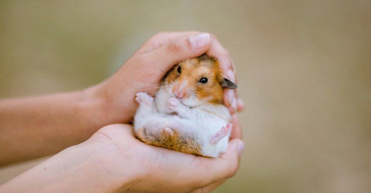 What Is a Hamster's Lifespan and How to Ensure a Long Life