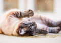 What Is Catnip, and Why Do Cats React to It