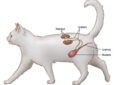 What Is Feline Lower Urinary Tract Disease, and How to Prevent It