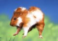 What Is Guinea Pig Popcorning and Its Significance