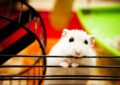 What Is Hamster Chewing Behavior and How to Prevent Damage