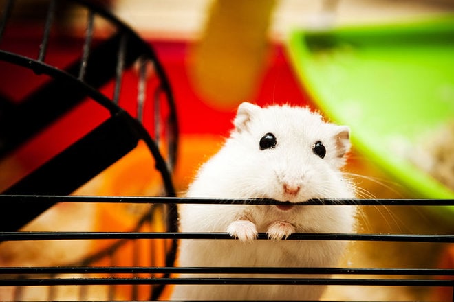 How to Provide Proper Hamster Dental Care at Home