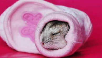 What Is Hamster Hibernation and How to Care for a Hibernating Hamster