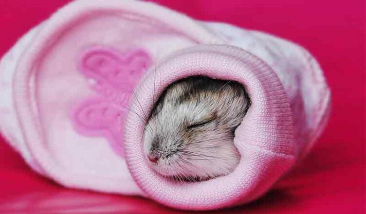 What Is Hamster Hibernation and How to Care for a Hibernating Hamster