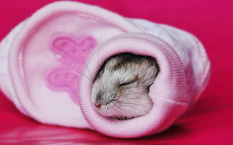 What Is Hamster Hibernation and How to Care for a Hibernating Hamster