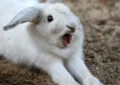 What Is Rabbit Dental Care and Why Does It Matter