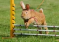 What Is Rabbit Hopping and How to Get Involved