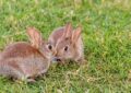 What Is Rabbit Neutering/Spaying and Its Benefits