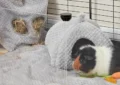 What Is the Best Bedding Material for Guinea Pig Cages