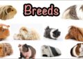 What Is the Difference Between Guinea Pig Breeds