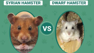 What Is the Difference Between Syrian and Dwarf Hamsters