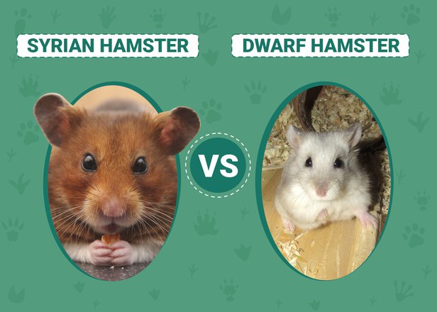 What Is the Difference Between Syrian and Dwarf Hamsters