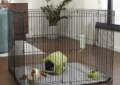 What Is the Ideal Guinea Pig Cage Setup