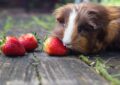 What Is the Ideal Guinea Pig Diet for Optimal Health