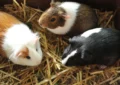 What Is the Importance of Socialization for Guinea Pigs