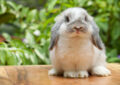 What Is the Lifespan of a Pet Rabbit