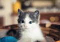 What Questions to Ask Before Adopting a Pet