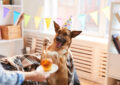 When to Celebrate Your Adopted Pet’s Gotcha Day
