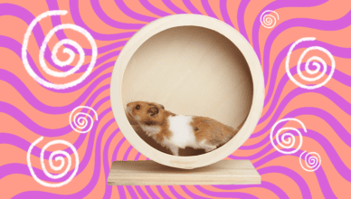 Exercise Wheels Essential for Hamster Health