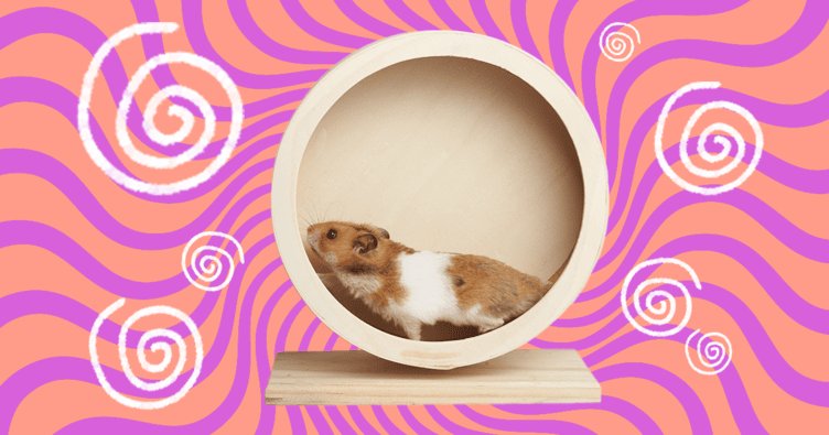 Exercise Wheels Essential for Hamster Health