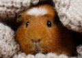 Why Are Guinea Pig Hideouts Important for Their Well-Being