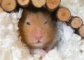 Why Are Hamsters Popular Pets and Great for Families