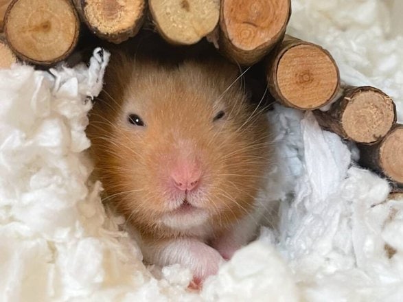 Why Are Hamsters Popular Pets and Great for Families