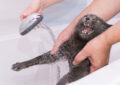Why Do Cats Hate Water, and How to Bathe Them If Necessary