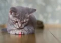 Why Do Cats Love to Chase Laser Pointers