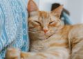 Why Do Cats Purr, and What Are the Reasons
