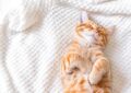 Why Do Cats Sleep So Much, and Is It Normal