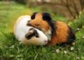 Why Do Guinea Pigs Need Companionship and Social Interaction?