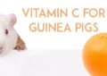 Why Do Guinea Pigs Need Vitamin C in Their Diet