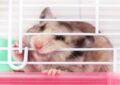 Why Do Hamsters Chew on Cage Bars and How to Stop It