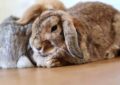 Why Do Rabbits Breathe Fast, and When to Seek Veterinary Care?