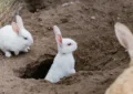 Why Do Rabbits Dig, and How to Provide Digging Opportunities